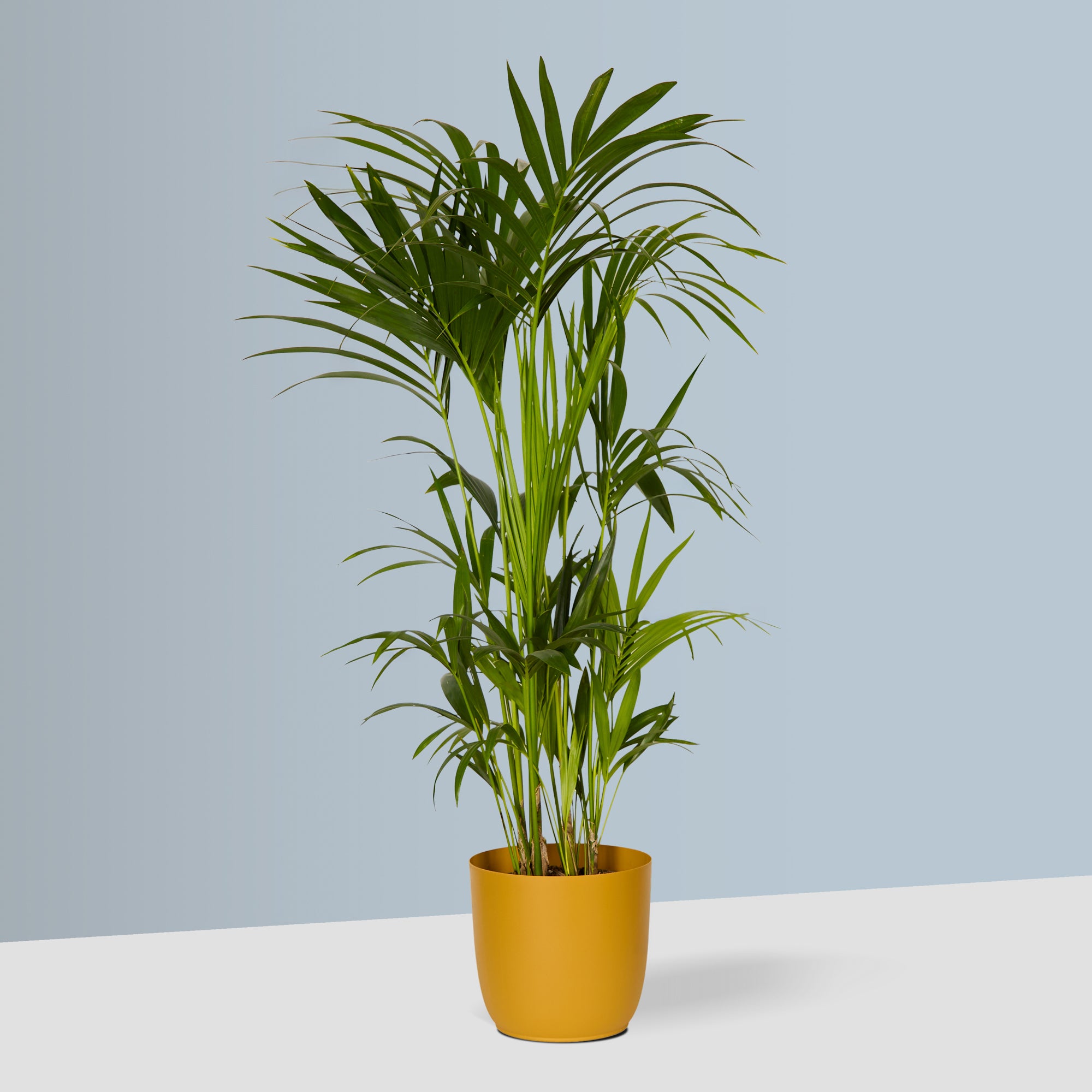 Flow Plant Pot in Mustard