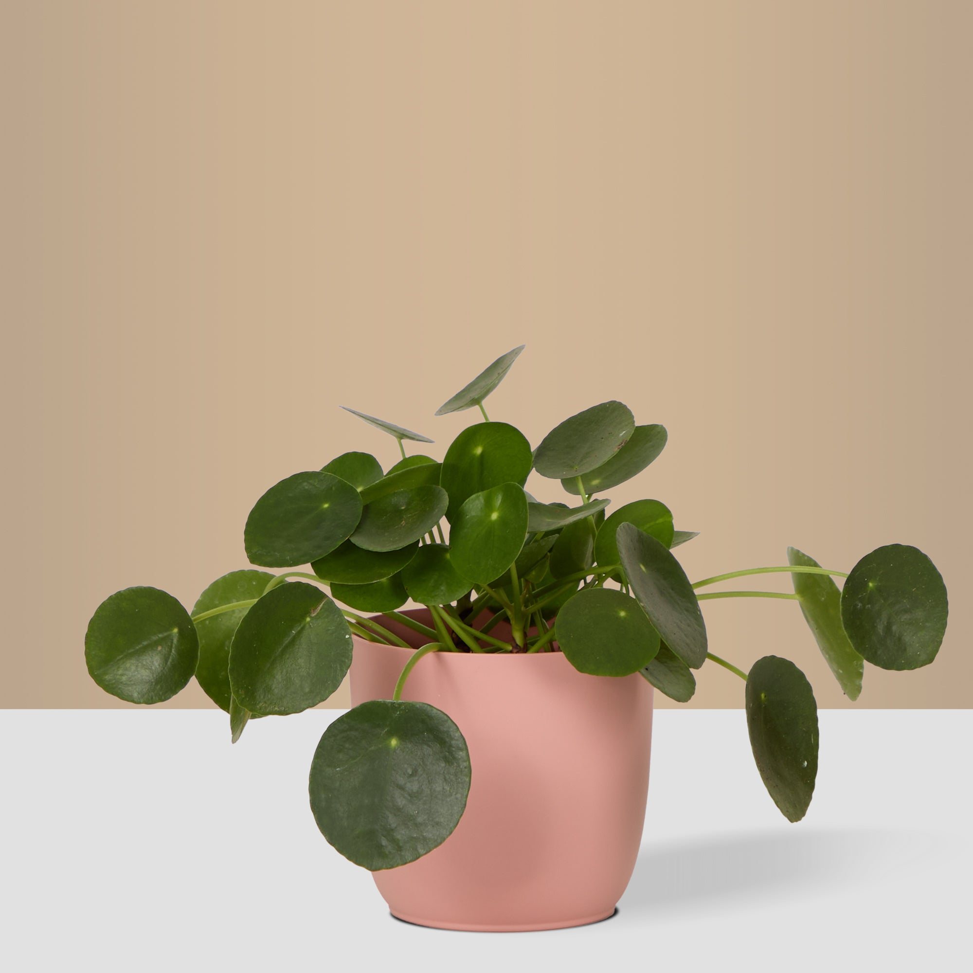 Flow Plant Pot in Pink