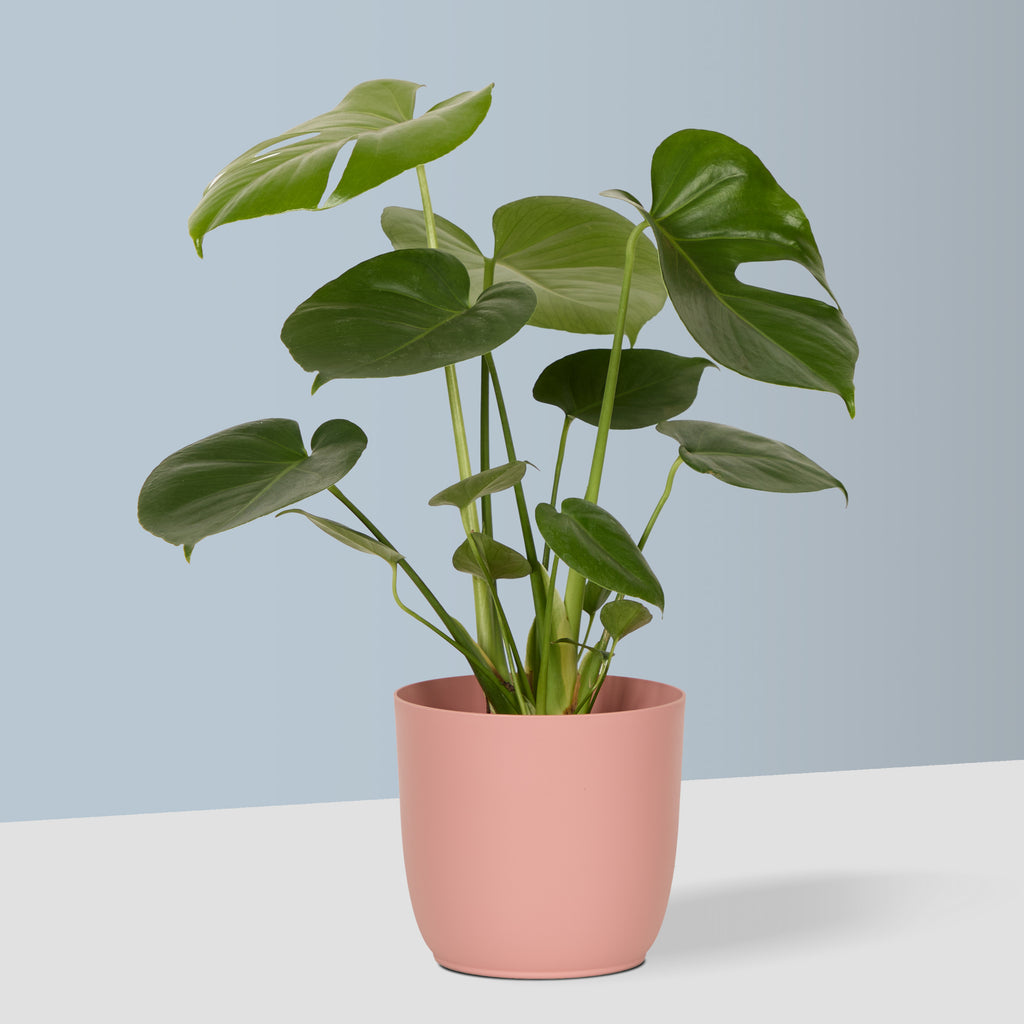 Flow Plant Pot in Pink