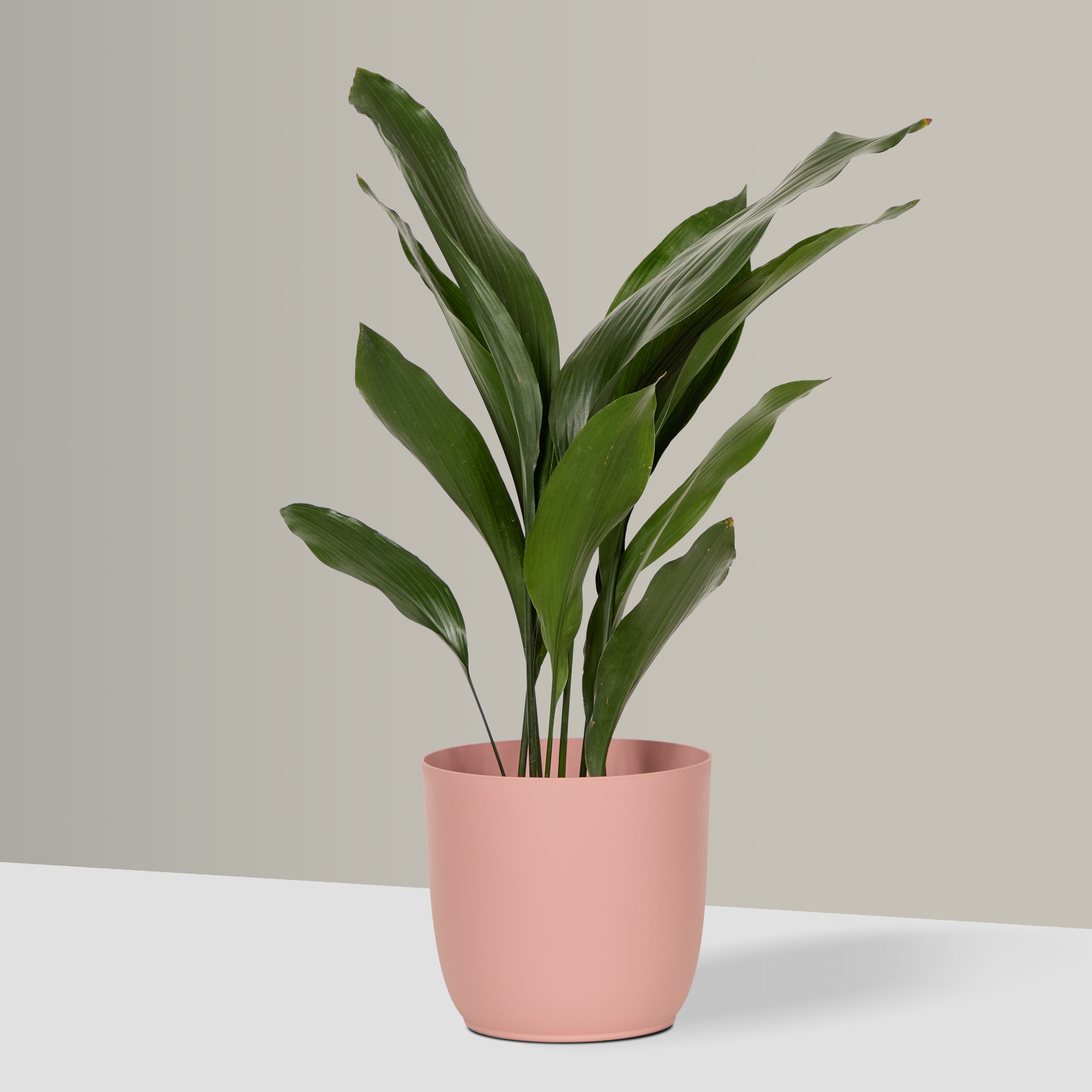 Flow Plant Pot in Pink