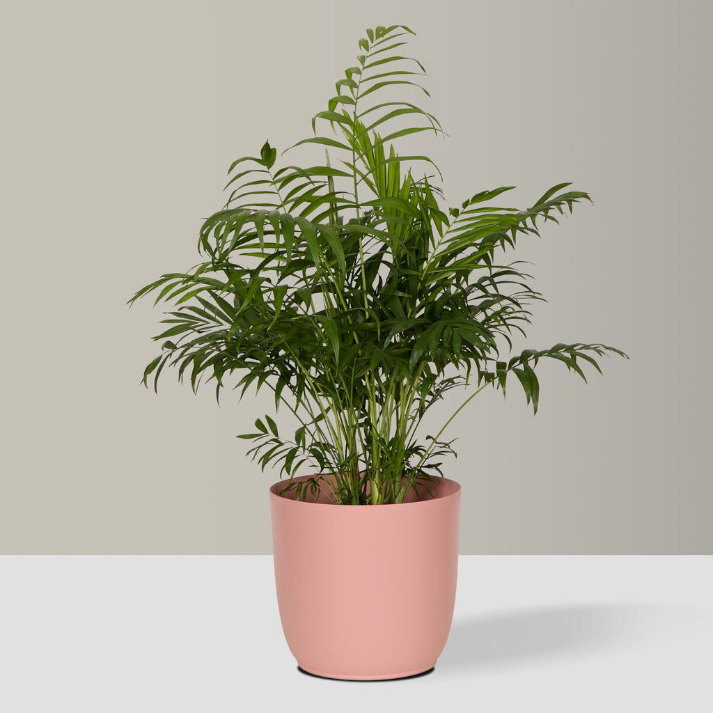 Flow Plant Pot in Pink
