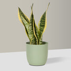 Flow Plant Pot in Sage