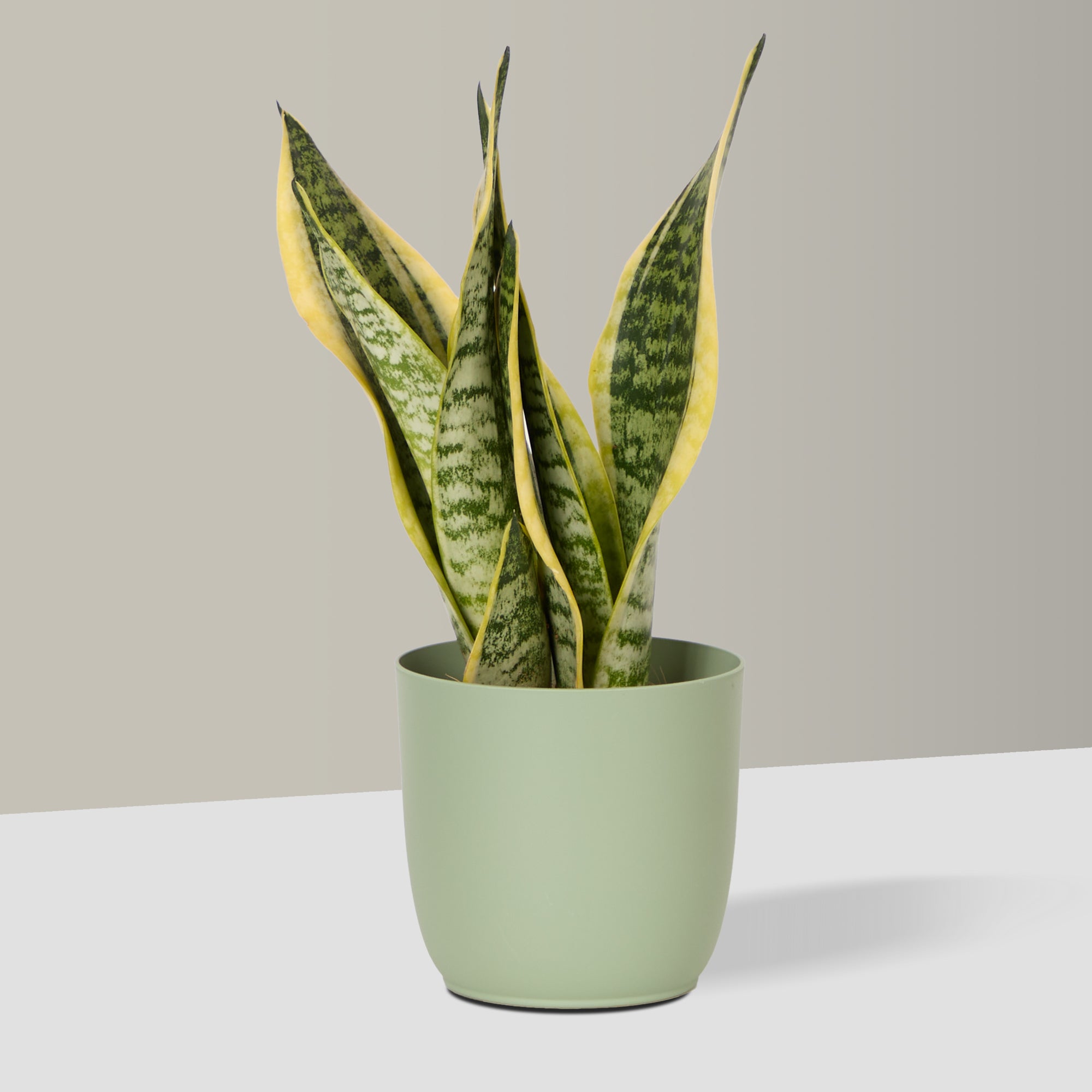 Flow Plant Pot in Sage