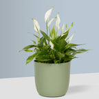 Flow Plant Pot in Sage