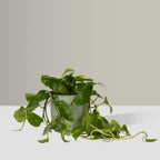Flow Plant Pot in Sage