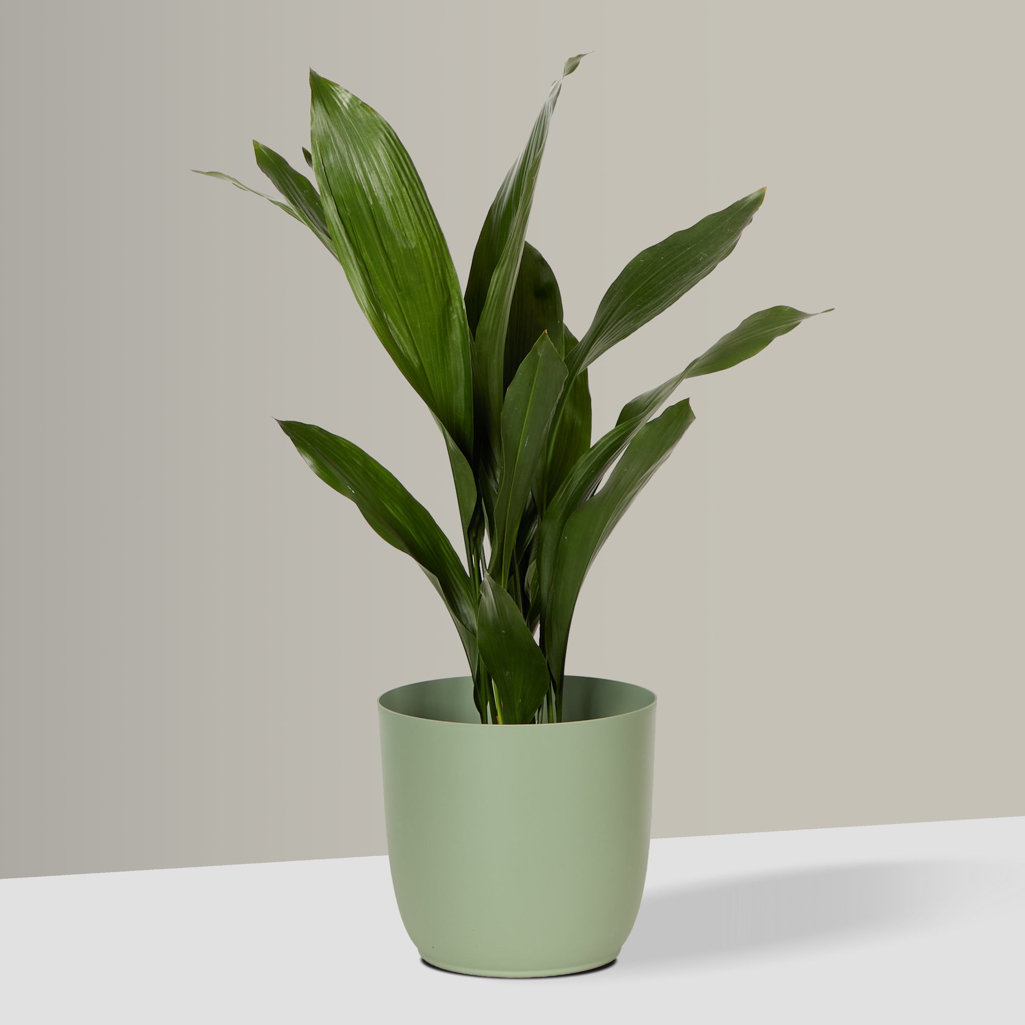 Flow Plant Pot in Sage