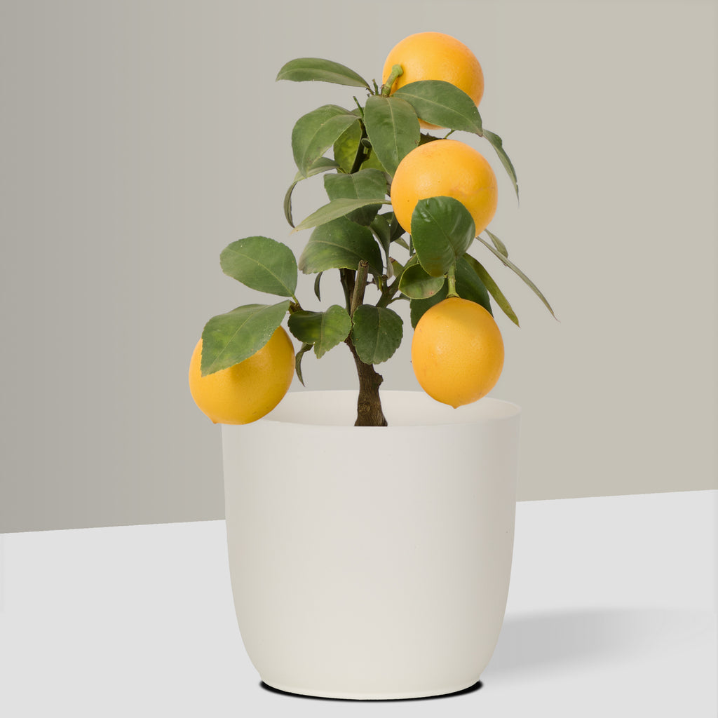 Flow Plant Pot in White