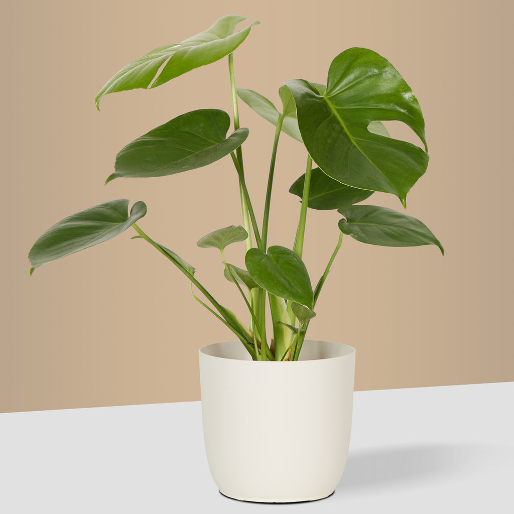 Flow Plant Pot in White