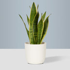 Flow Plant Pot in White