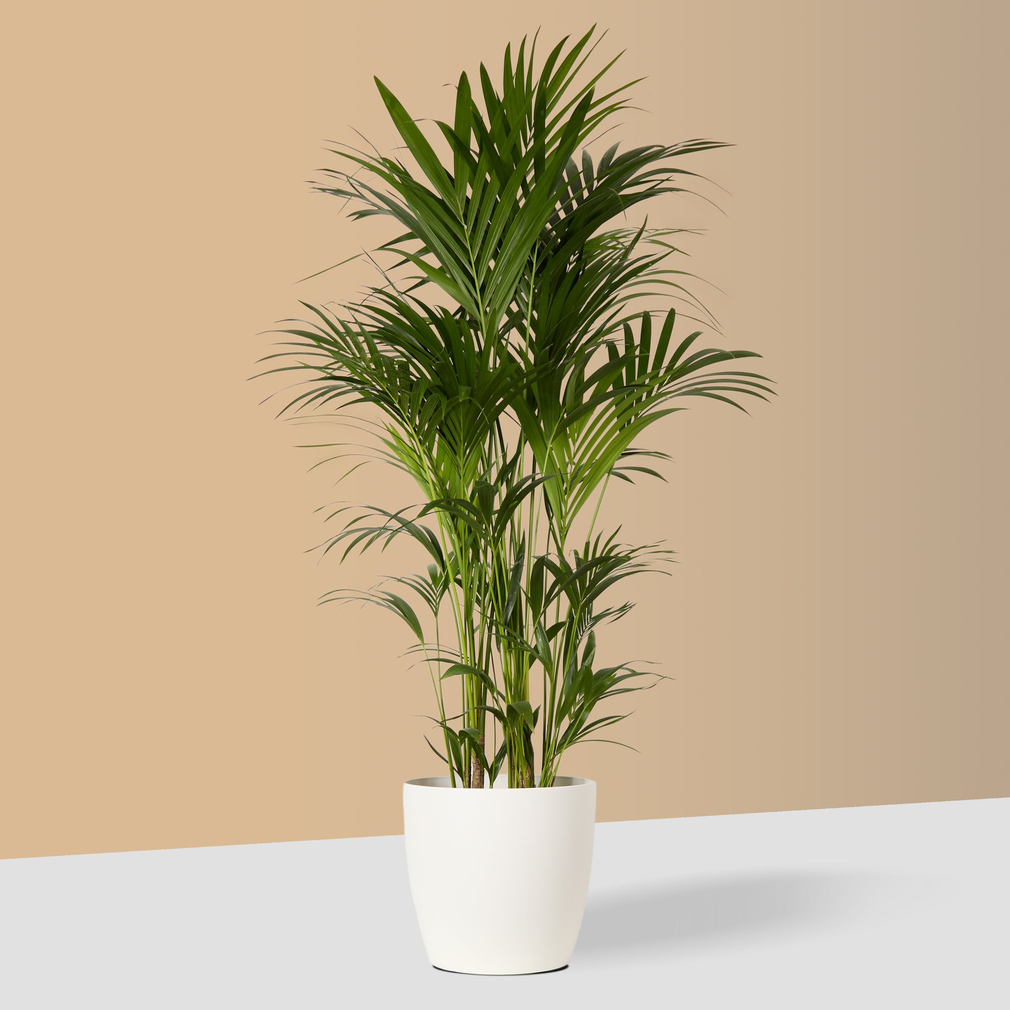 Flow Plant Pot in White