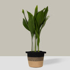 Striped Basket Planter