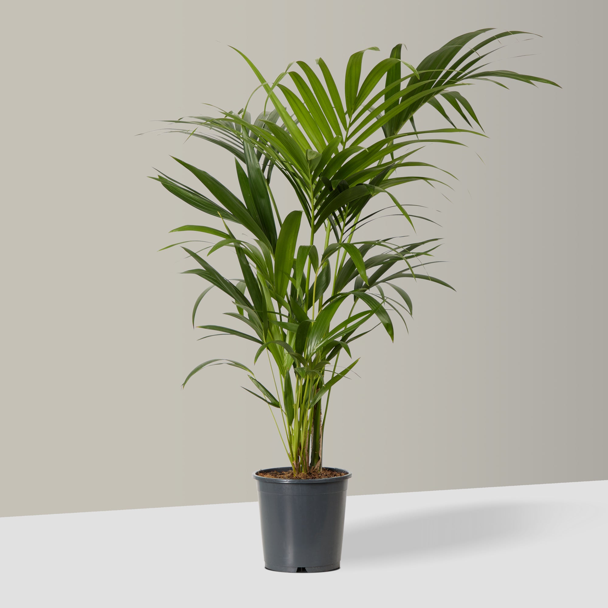 Kentia Palm