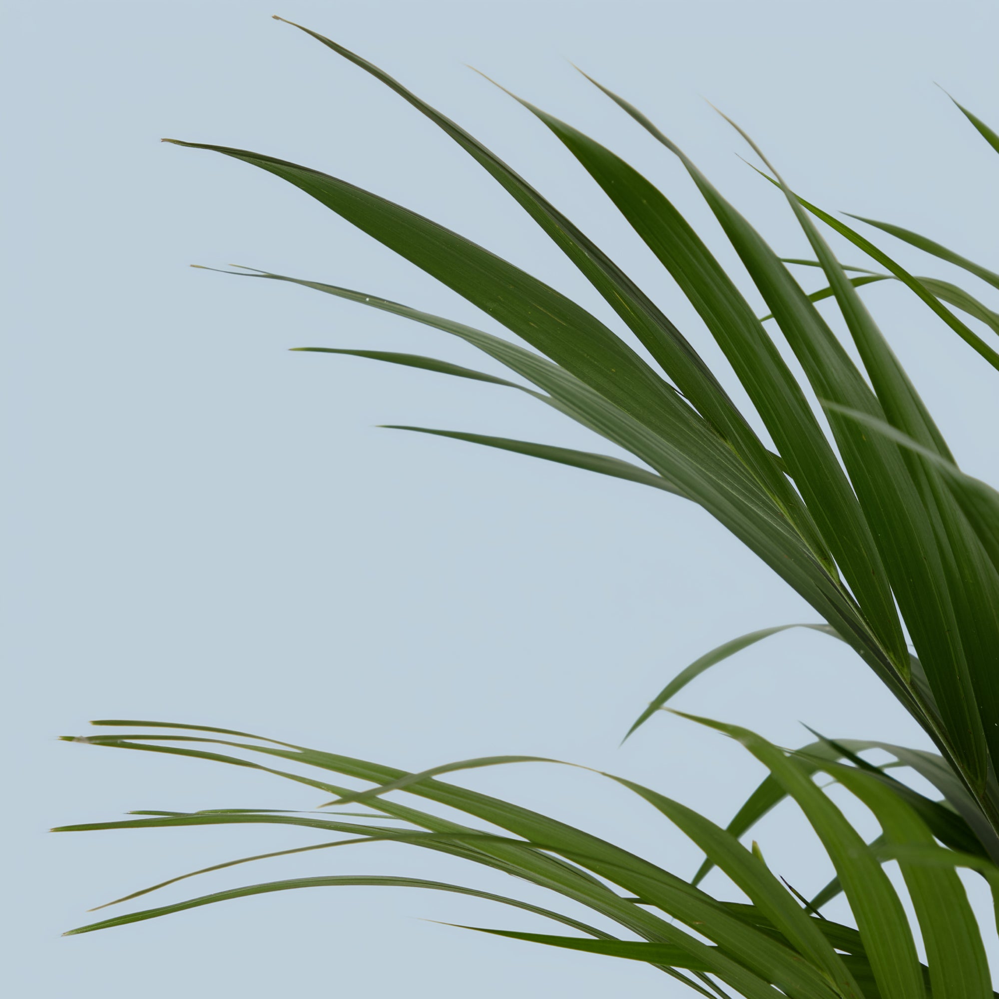Kentia Palm