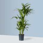 Kentia Palm