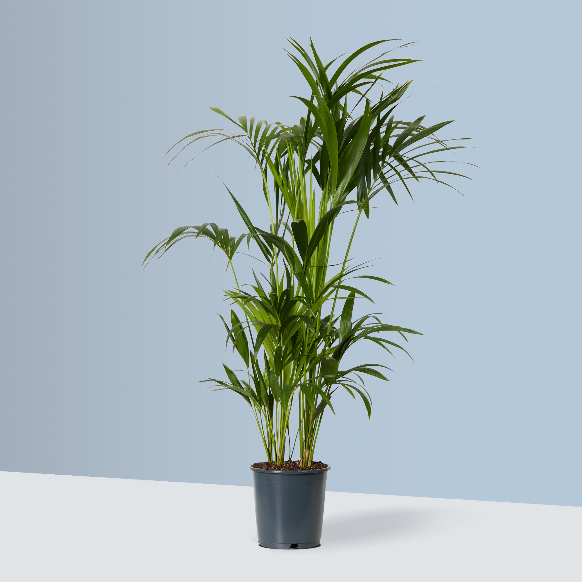 Kentia Palm