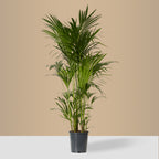 Kentia Palm