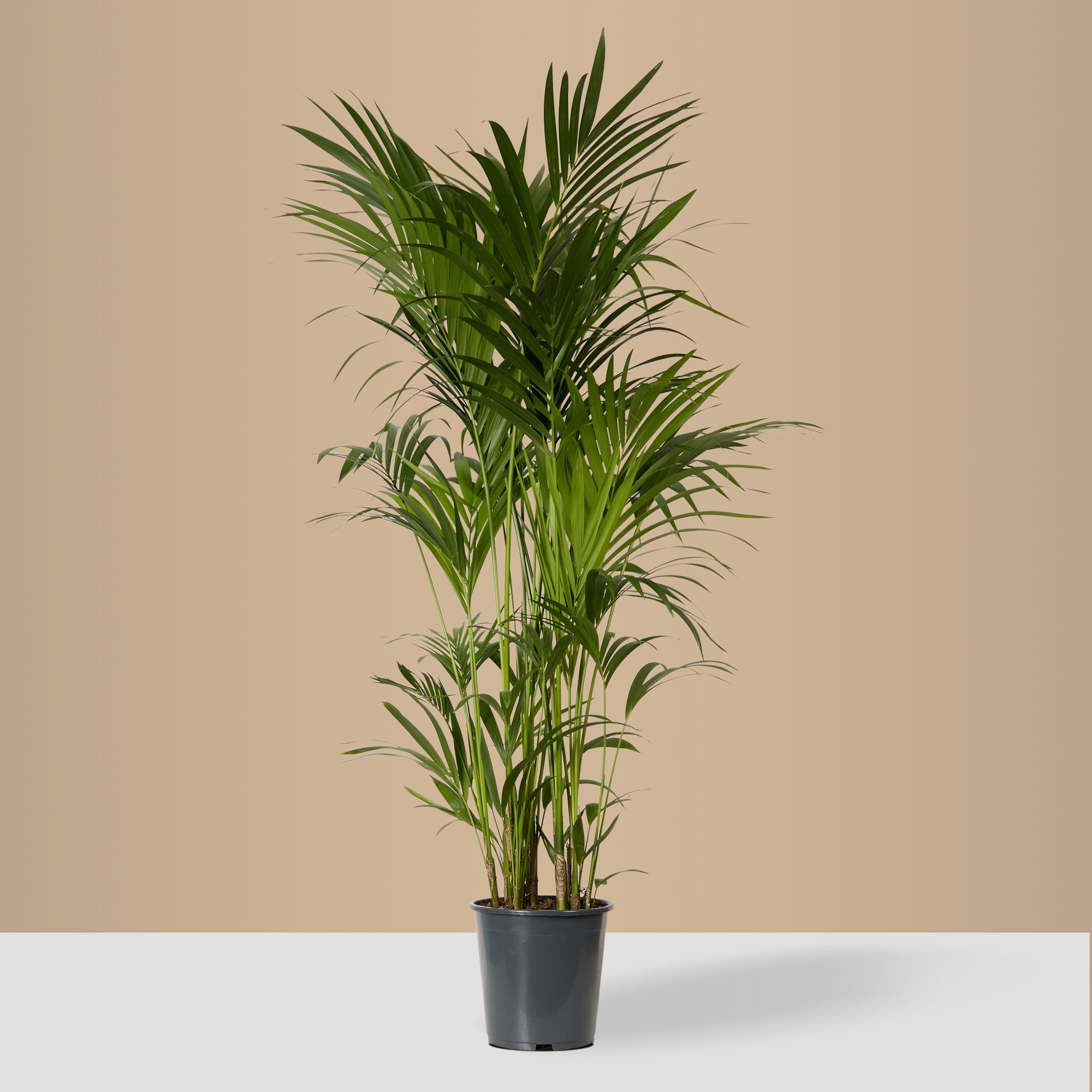 Kentia Palm