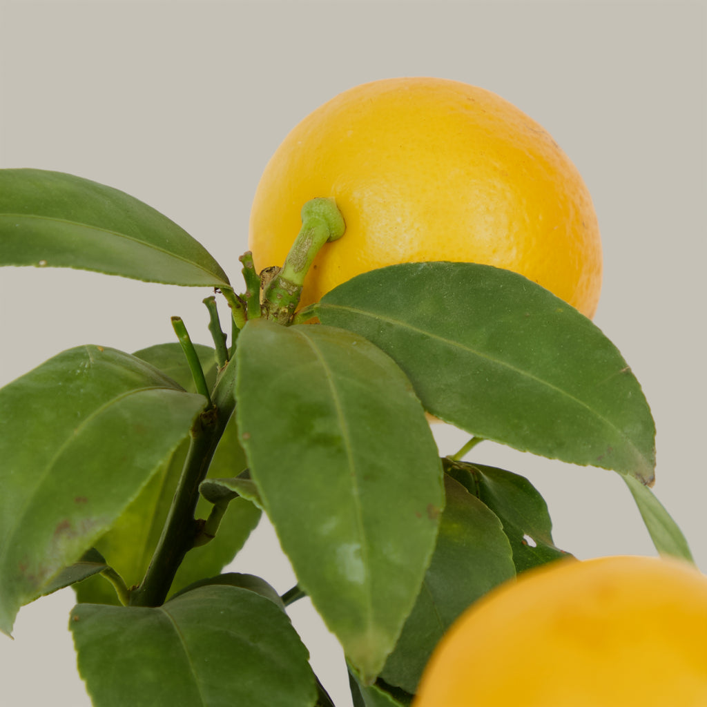 Lemon Tree