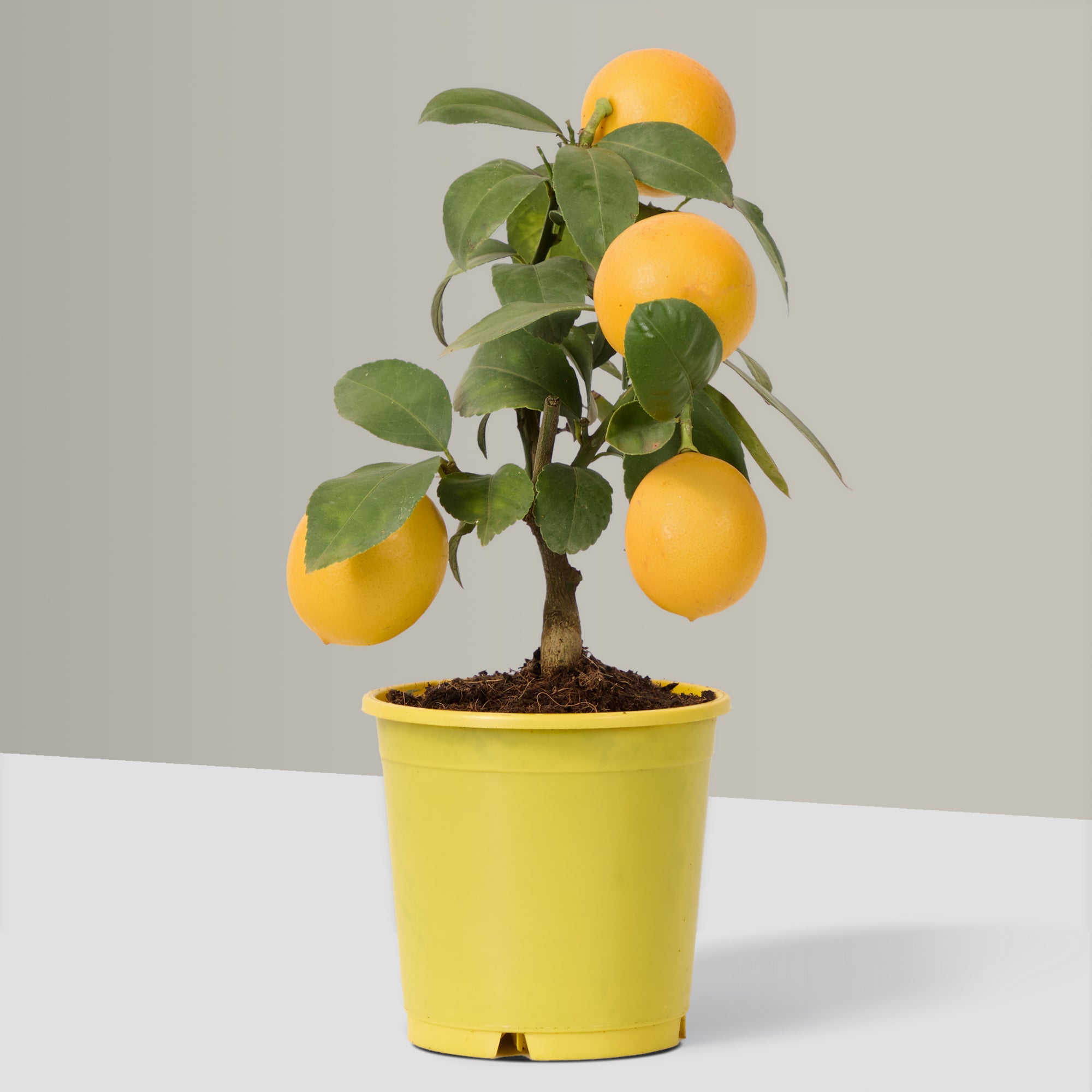 Lemon Tree