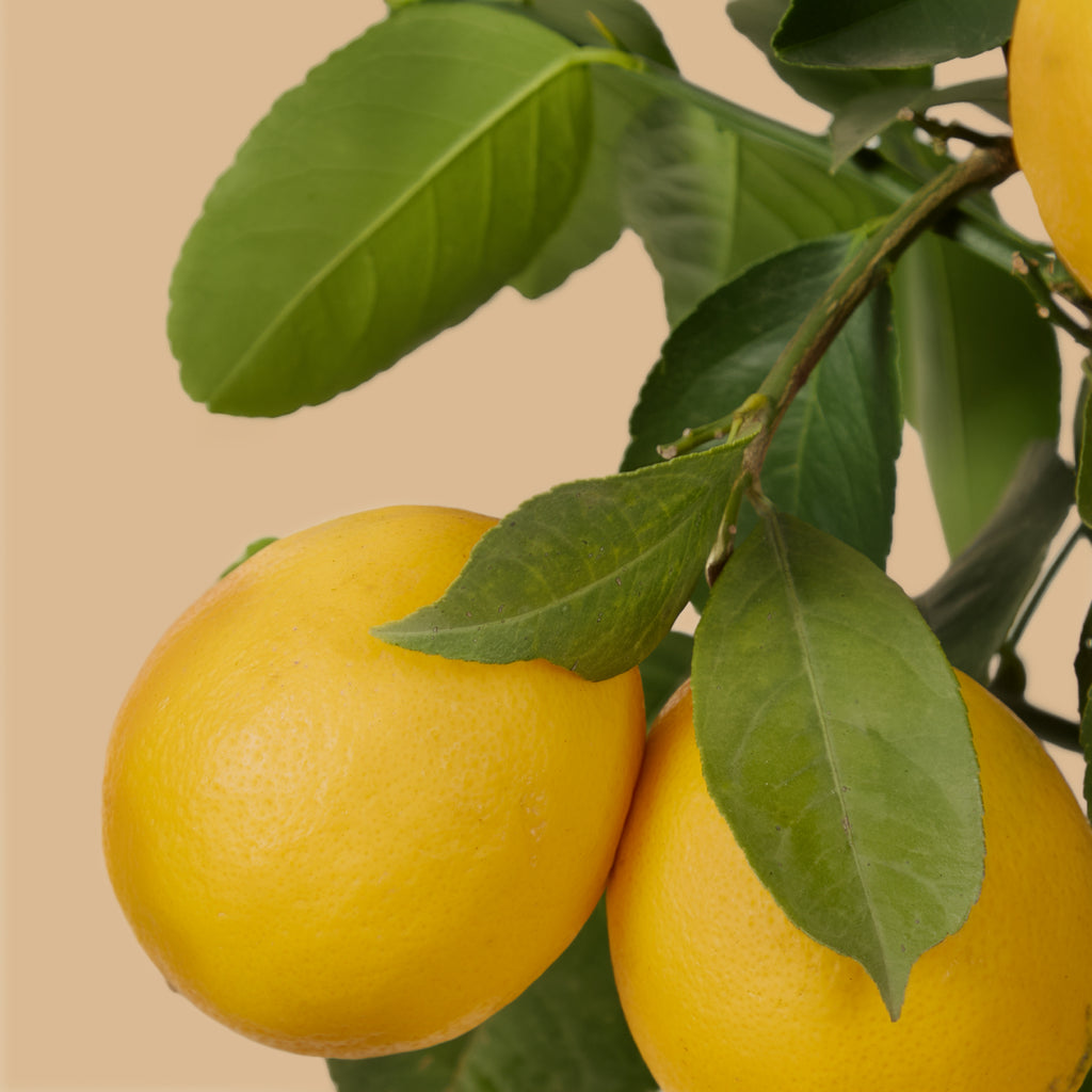 Lemon Tree