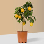 Lemon Tree