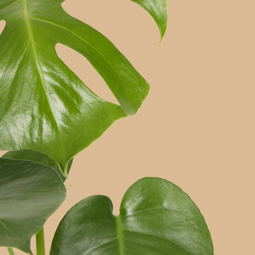 Swiss Cheese Plant