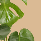 Swiss Cheese Plant