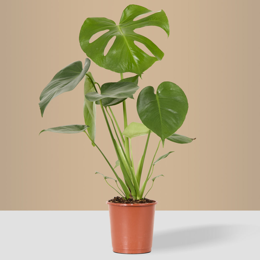 Swiss Cheese Plant