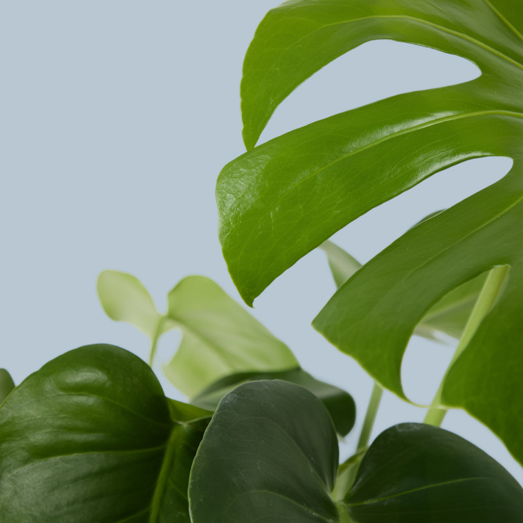 Swiss Cheese Plant