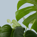 Swiss Cheese Plant