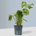 Swiss Cheese Plant