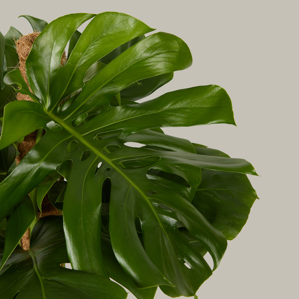 Swiss Cheese Plant