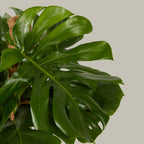 Swiss Cheese Plant