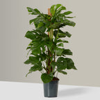 Swiss Cheese Plant