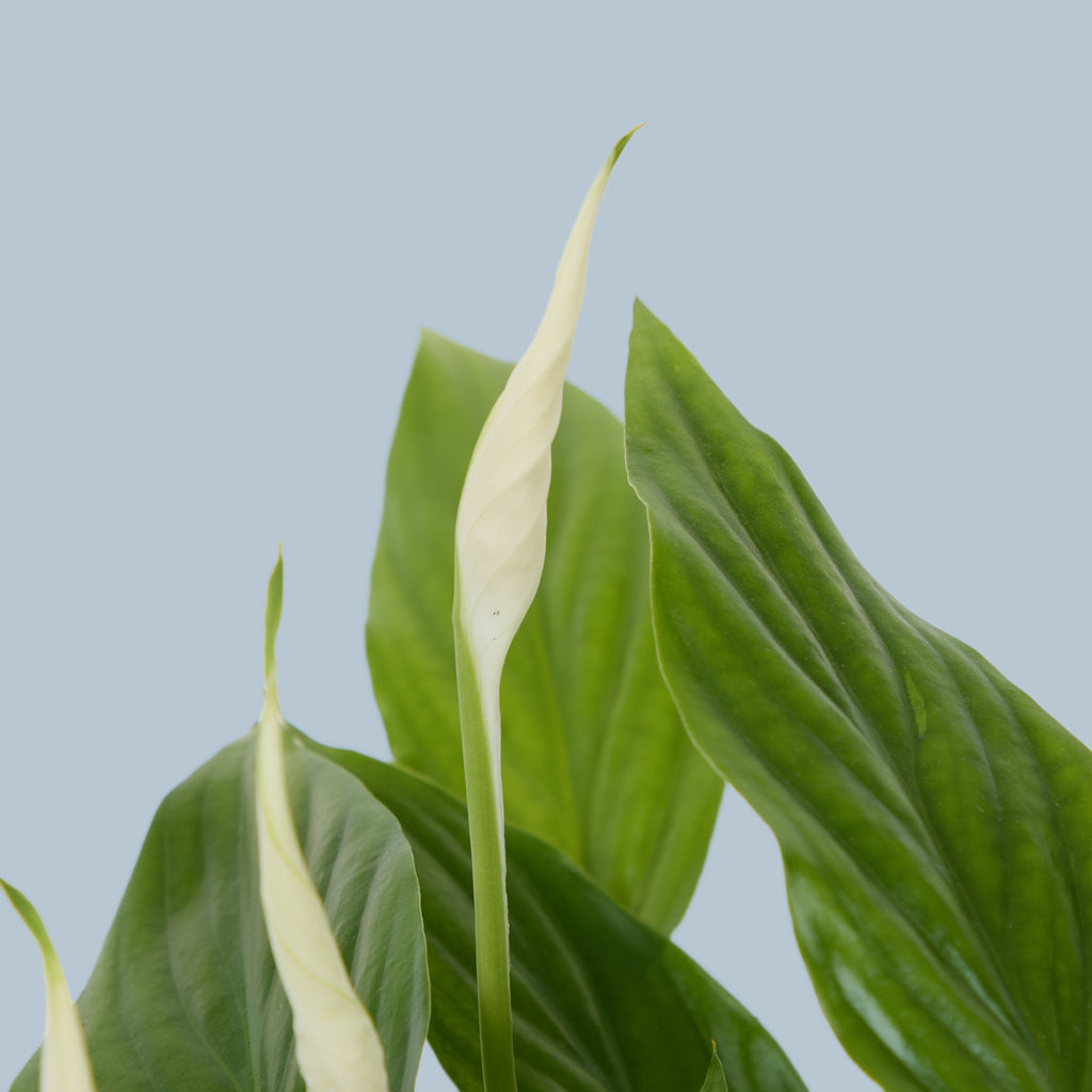 Peace Lily