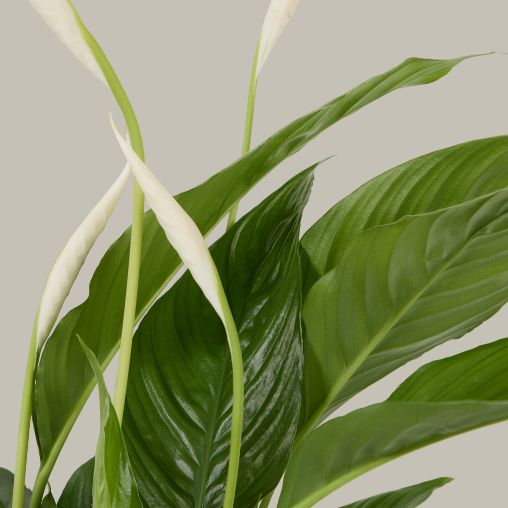 Peace Lily