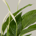 Peace Lily