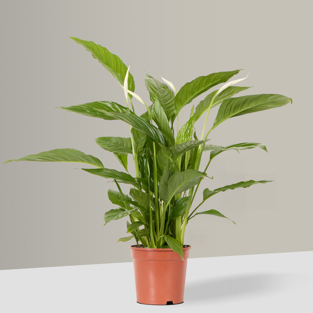 Peace Lily