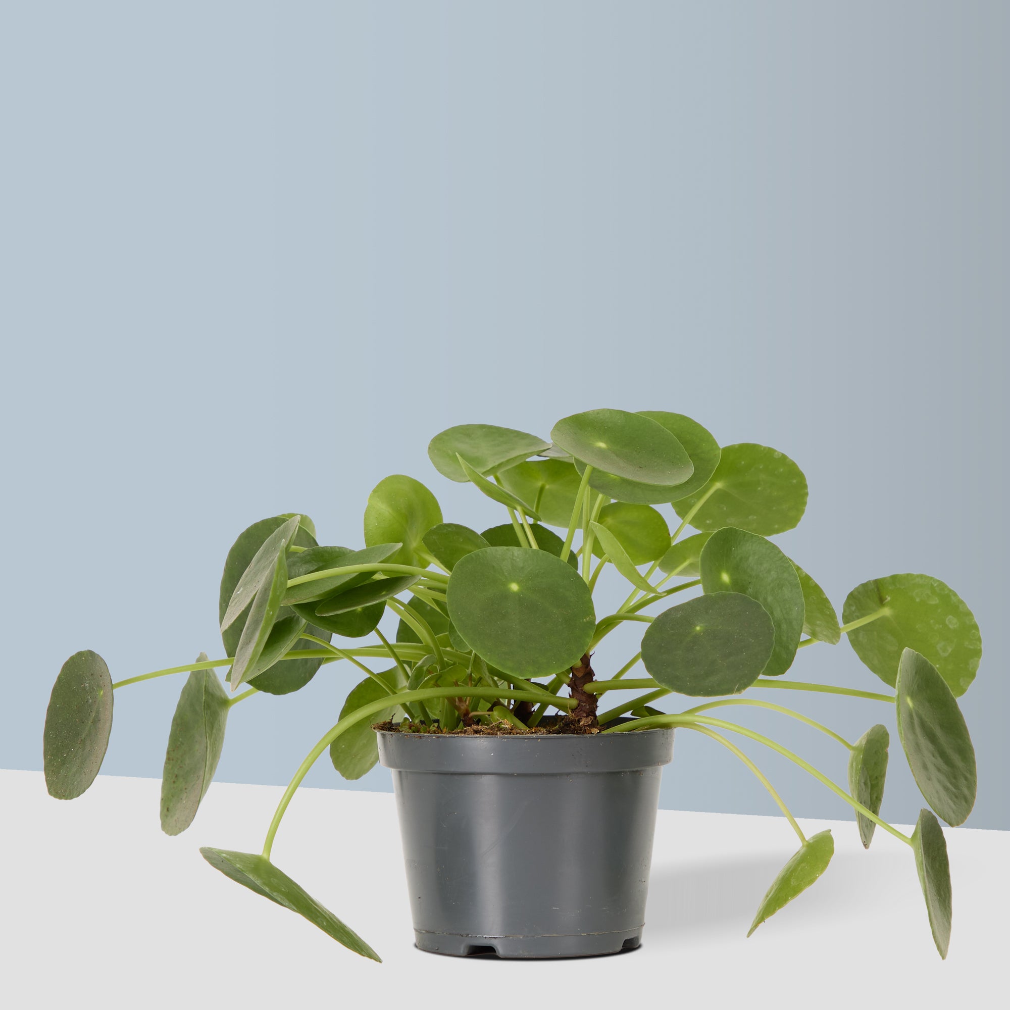 Chinese Money Plant