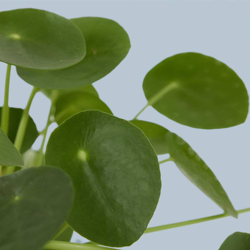 Chinese Money Plant