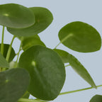 Chinese Money Plant
