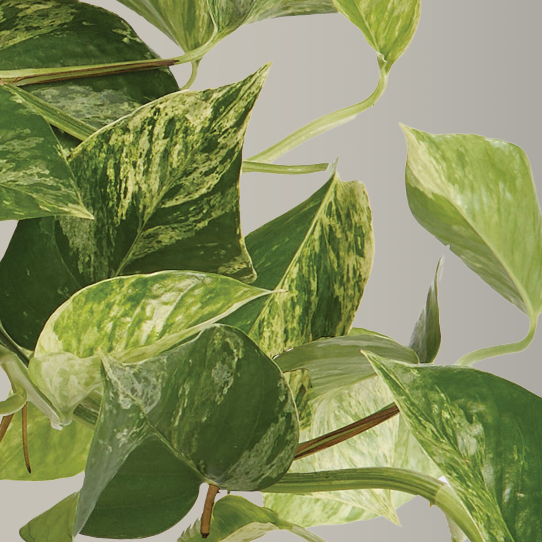 ‘Marble Queen’ Pothos