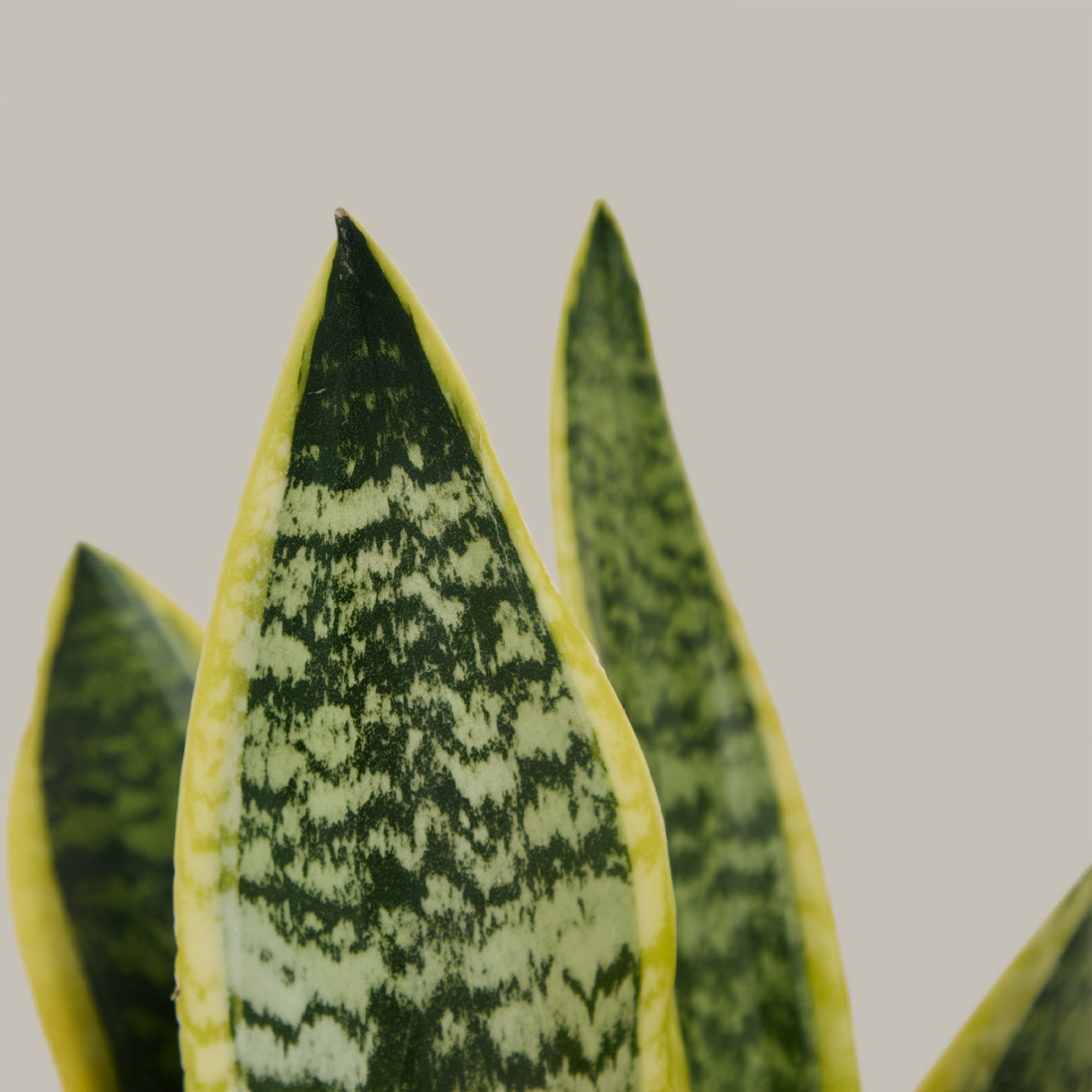 Snake Plant