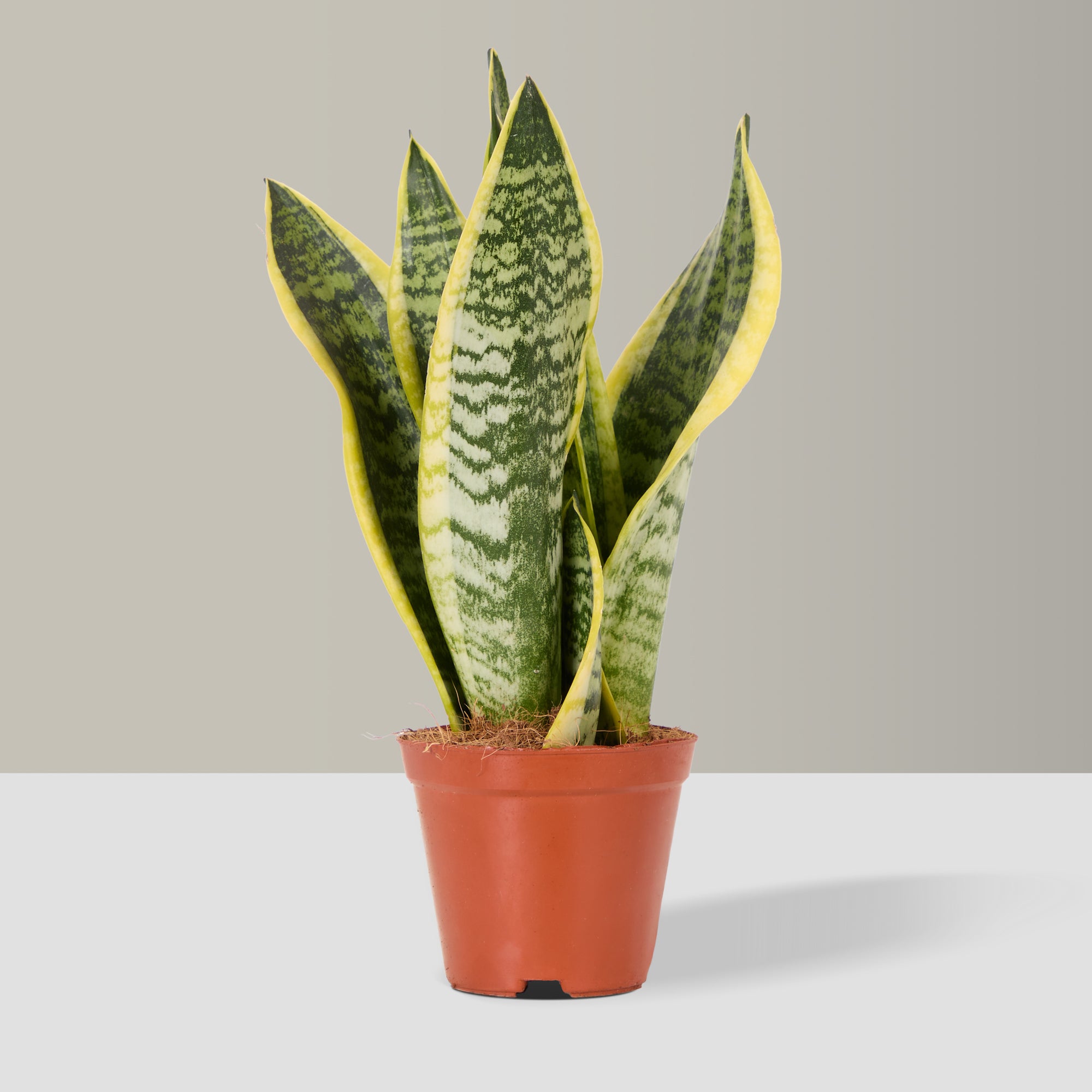 Snake Plant