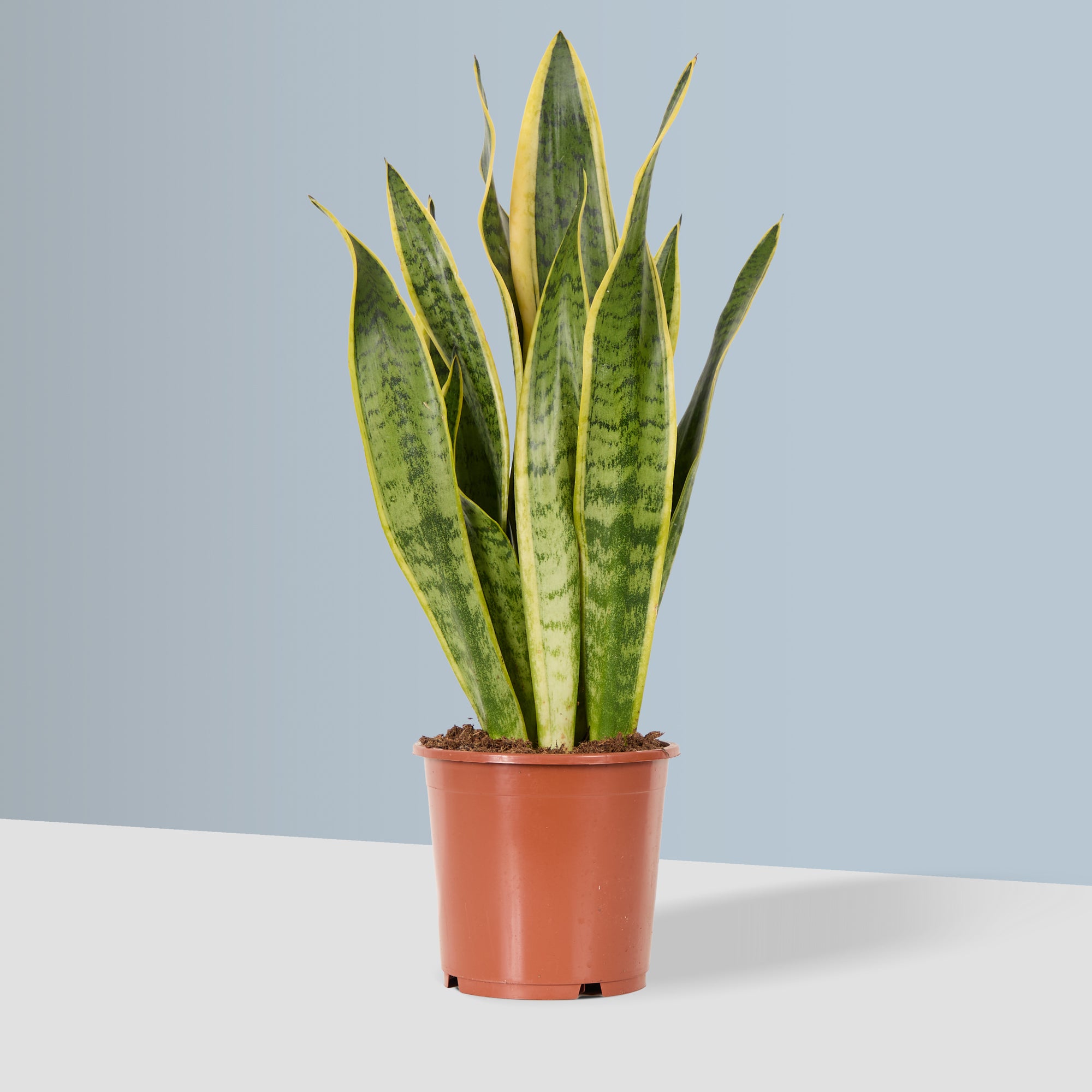 snake plant buy uk Snake Plant | Sansevieria 'Trifasciata'