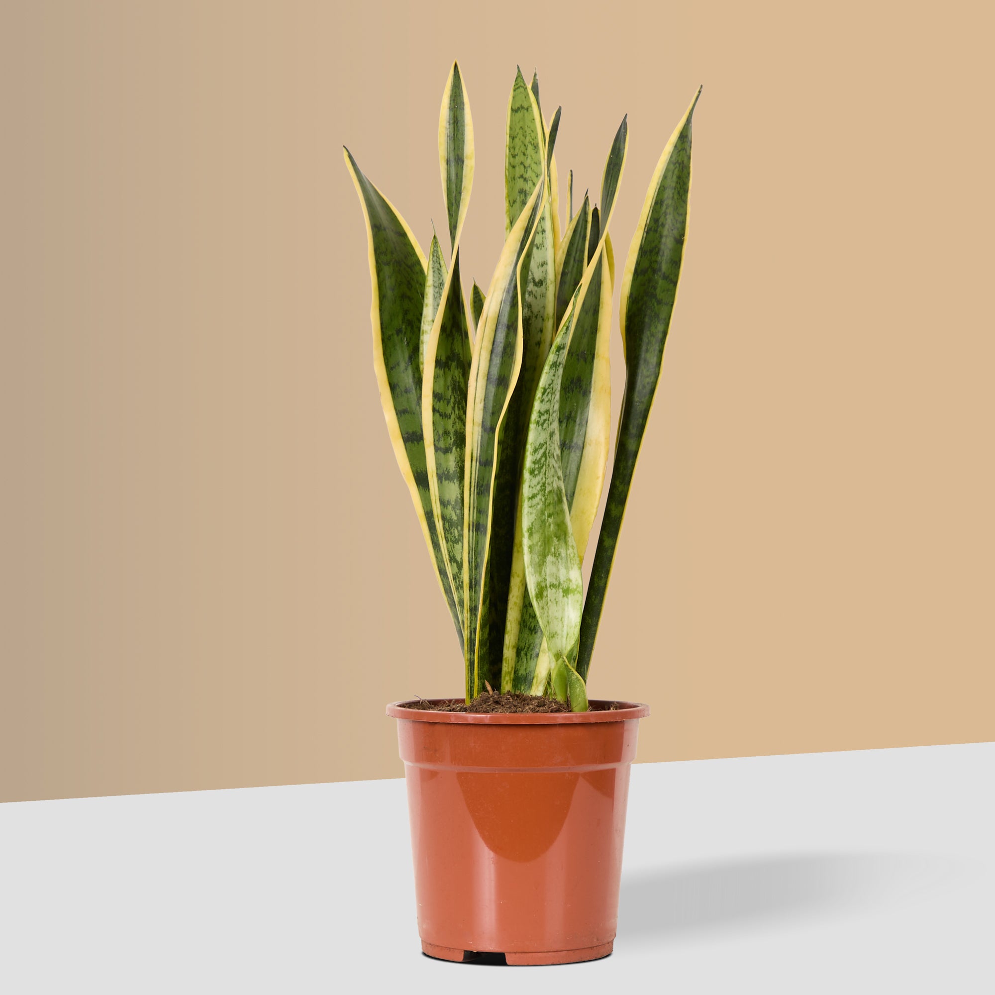 Snake Plant