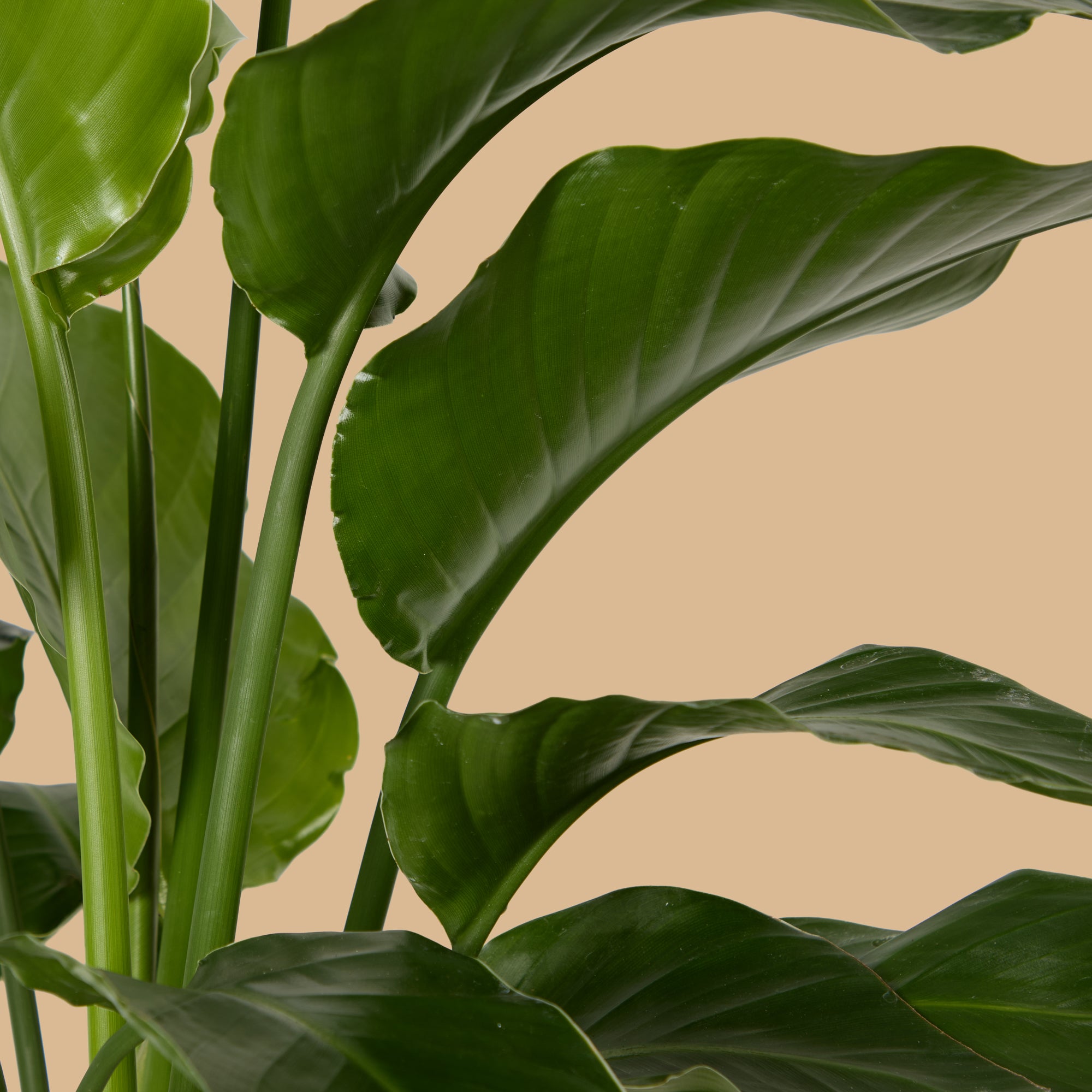 Bird of Paradise