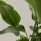 Bird of Paradise