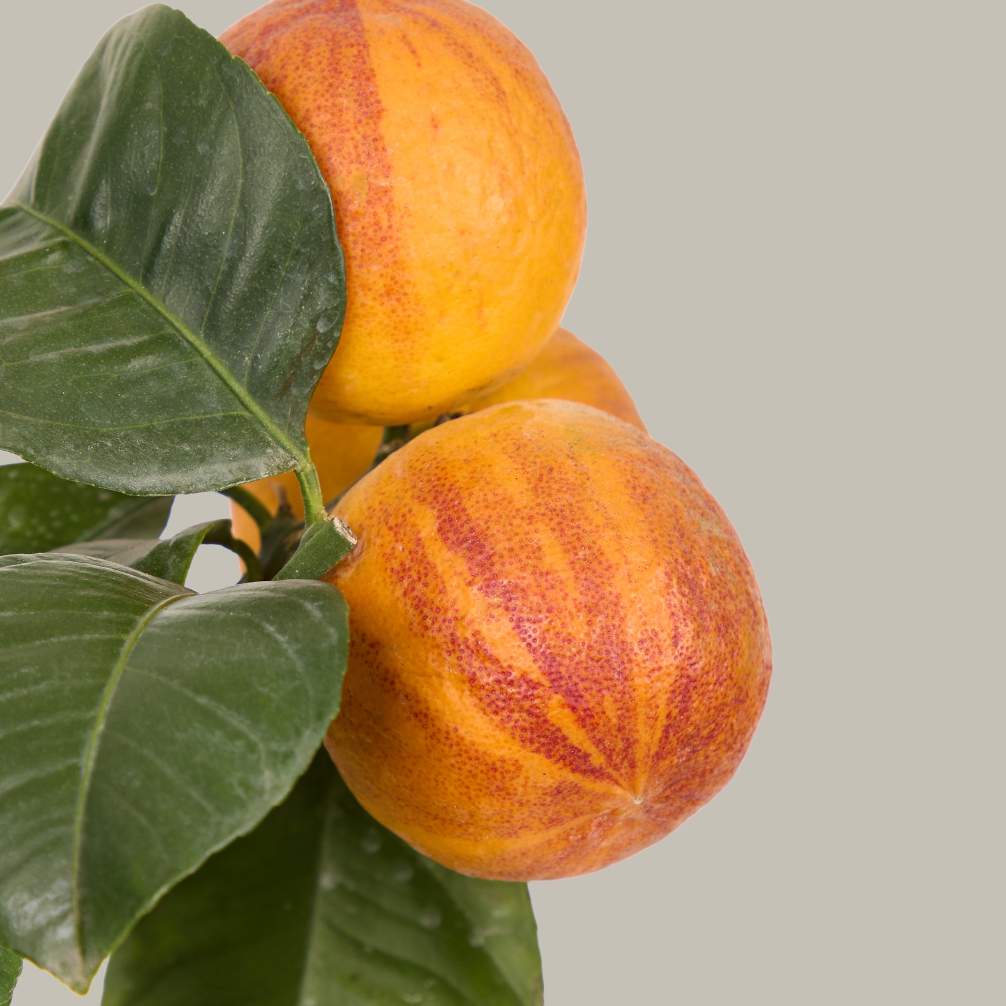 Sweet Orange Tree