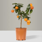 Sweet Orange Tree